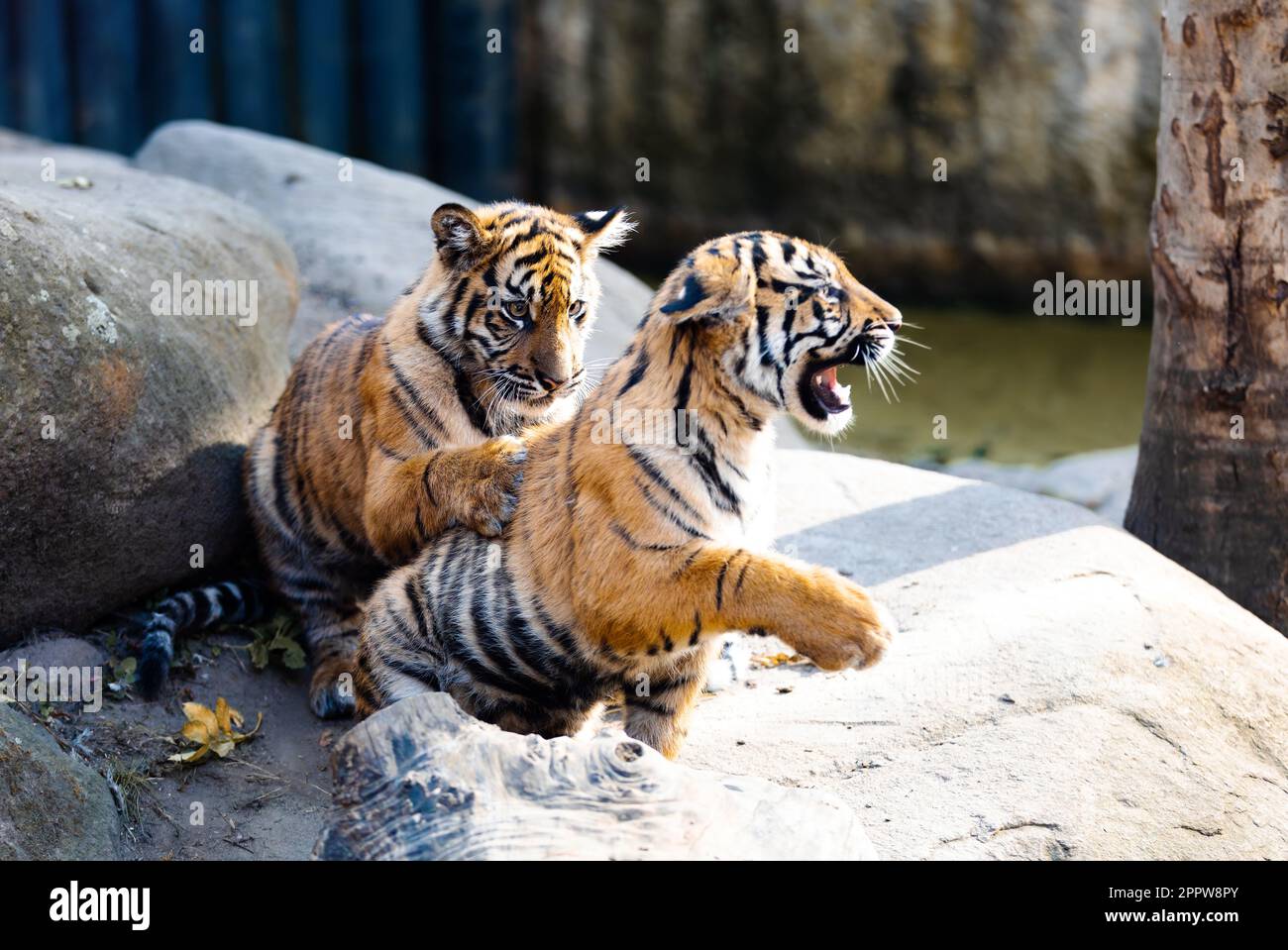 La tigre di Sumatran (Panthera tigris sumatrae) gattino, sottospecie rara di tigre che abita l'isola indonesiana di Sumatra Foto Stock