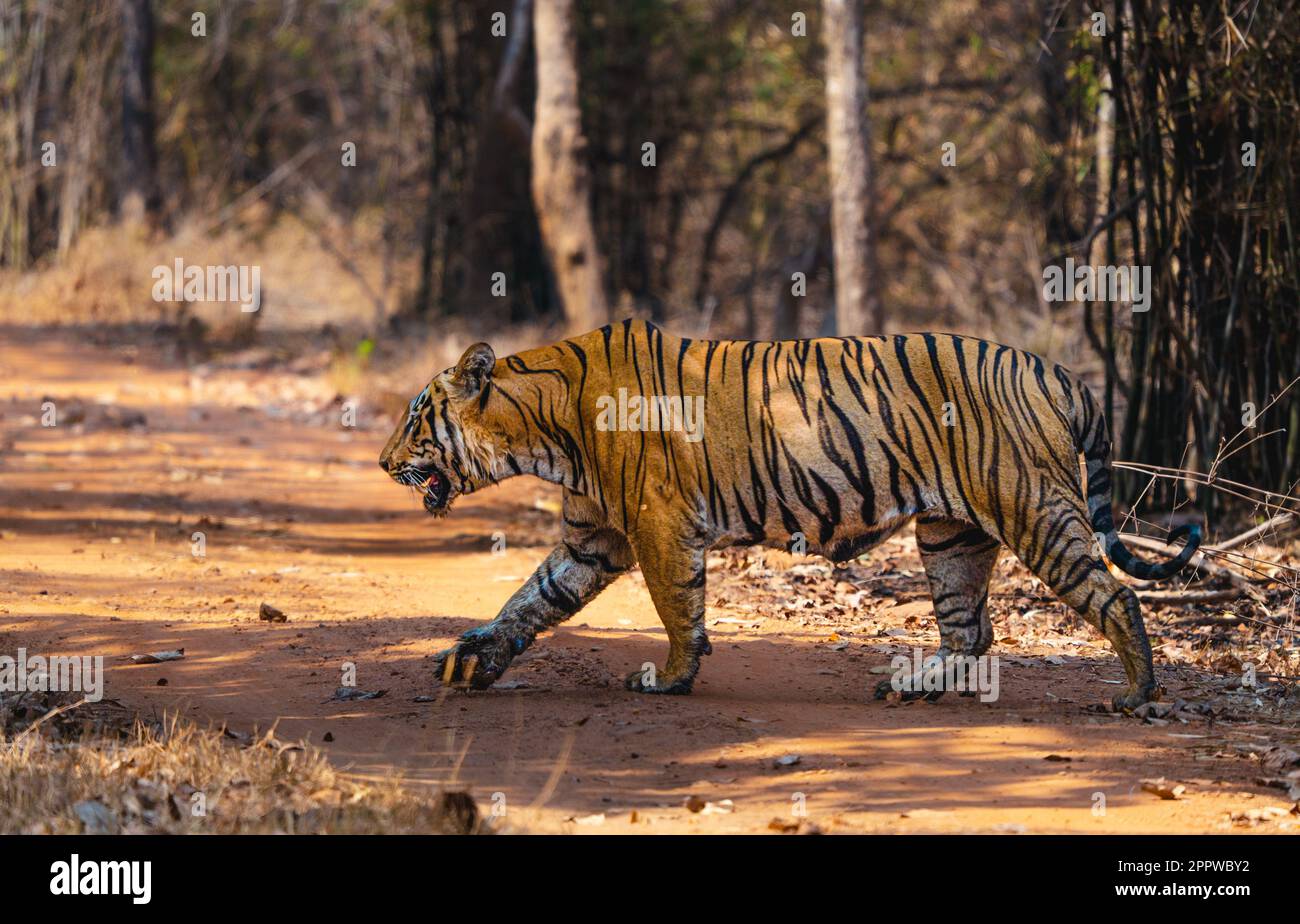 Sono state catturate immagini EMOZIONANTI di una tigre che attraversa la strada e che fissava un uomo su una bicicletta per fermarsi, mostrando un'incredibile interazione uomo-animale. Foto Stock