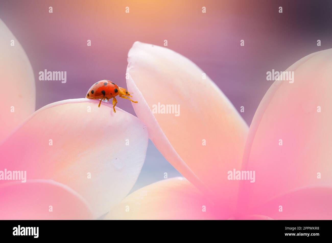 Primo piano di una coccinella su un petalo di fiori, Indonesia Foto Stock