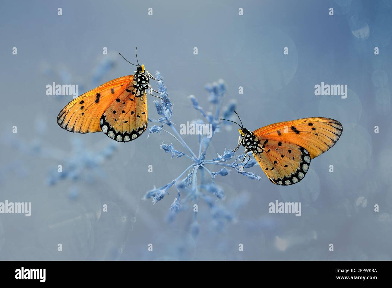 Primo piano di due farfalle su un fiore, Indonesia Foto Stock
