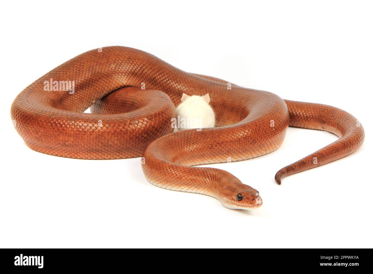 rainbow boa serpente e il suo amico piccolo mouse bianco Foto Stock