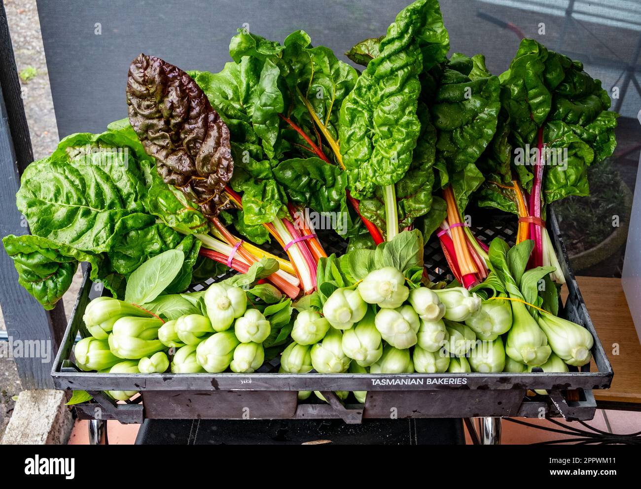 Un cesto di verdure appena raccolte, barbabietole d'argento e bok choy Foto Stock