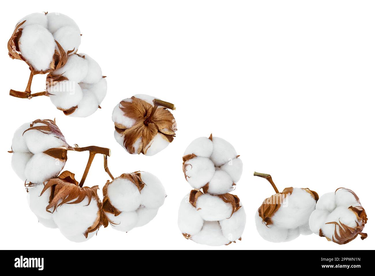 Fiore di pianta di cotone isolato su fondo bianco con profondità di campo piena. Set o raccolta. Vista dall'alto con spazio di copia per il testo Foto Stock