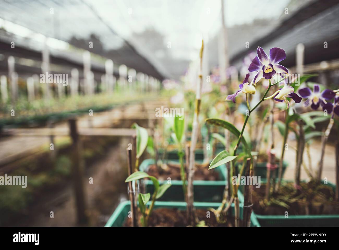 Primo piano di Orchidee che crescono in una serra commerciale, Thailandia Foto Stock