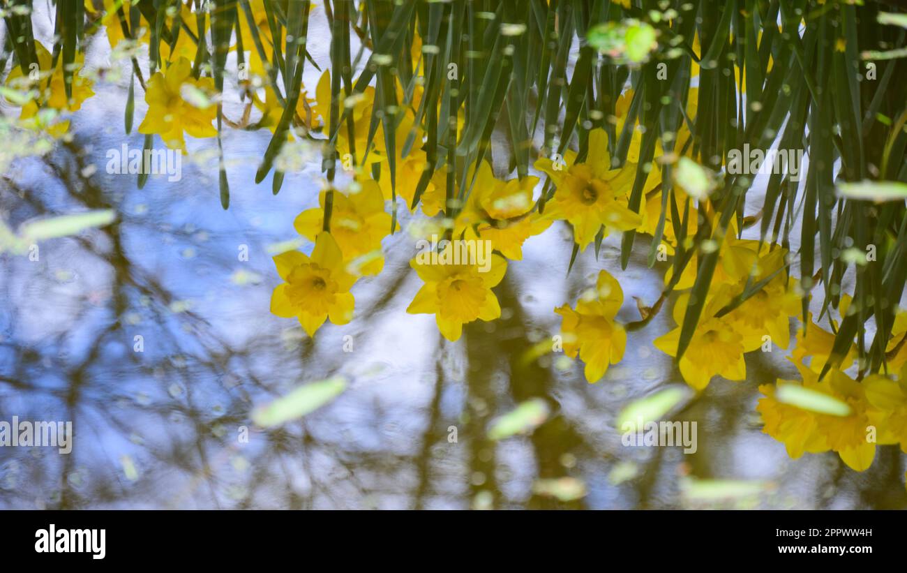 Il riflesso d'acqua dei fiori. Foto Stock