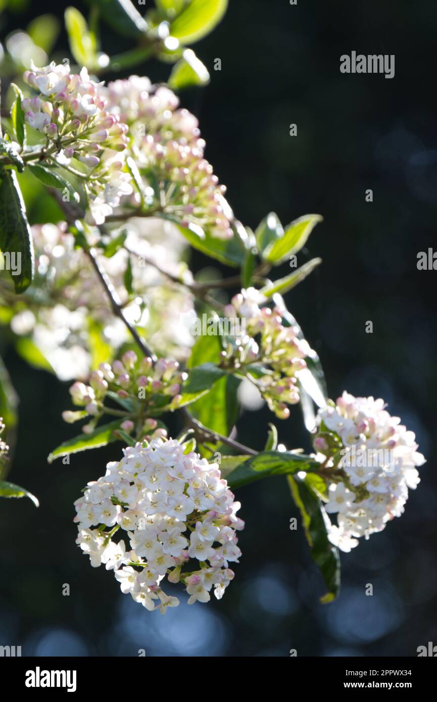 Fiori di primavera bianchi profumati di Viburnum x burkwoodii nel giardino del Regno Unito aprile Foto Stock