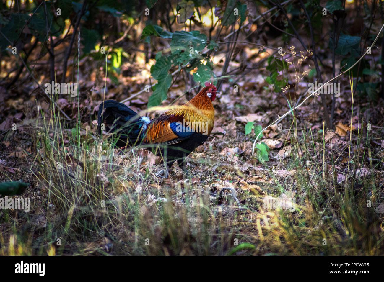 Jungle Fowl, Bandhavgarh National Park, Madhya Pradesh, India, fauna selvatica indiana Foto Stock