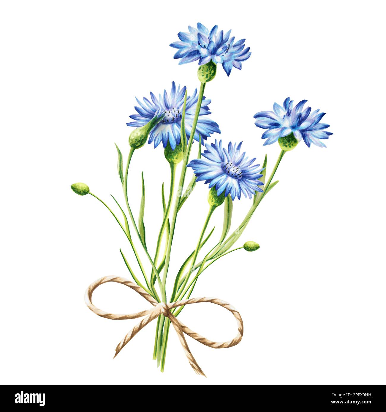 Acquerello bouquet di fiori di mais blu illustrazione isolata su sfondo bianco. Particolare di prodotti di bellezza e botanica set, cosmetologia e. Foto Stock