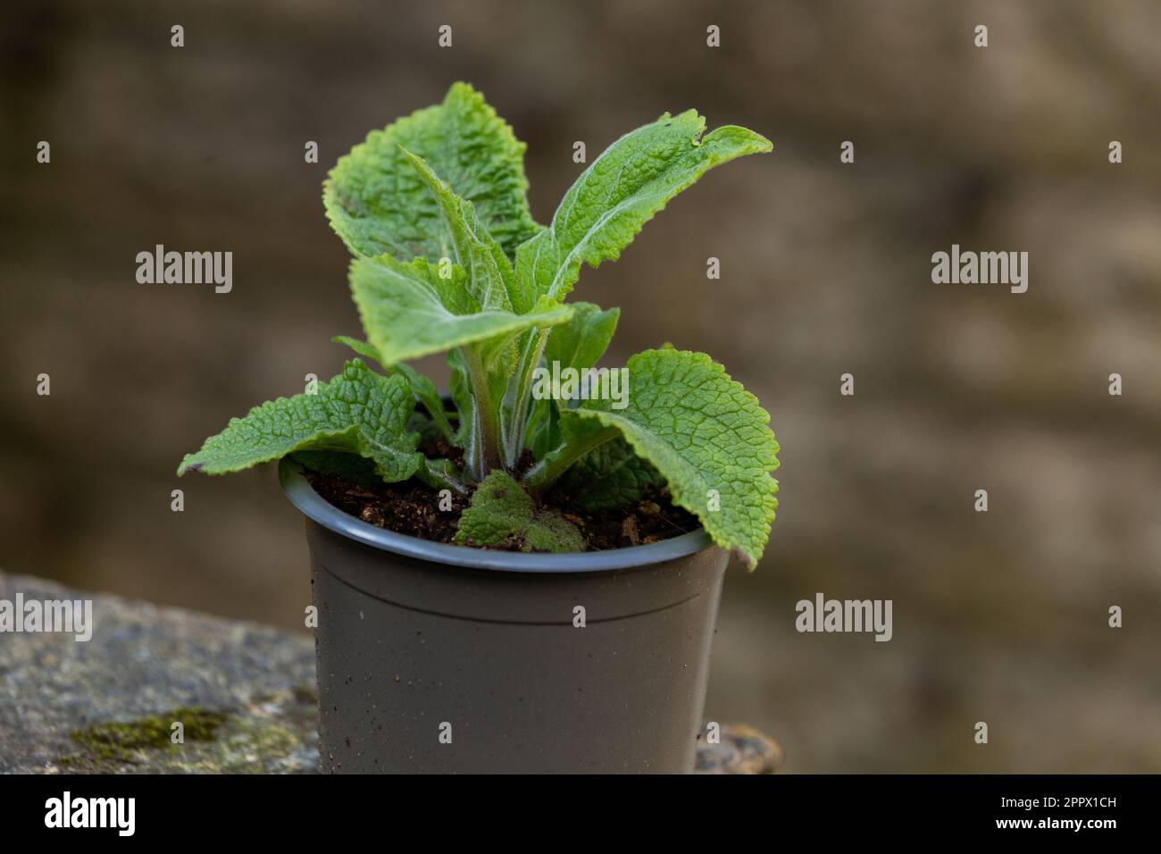Una pianta giovane di foxglove (digitalis) che è stata coltivata da seme. Foto Stock