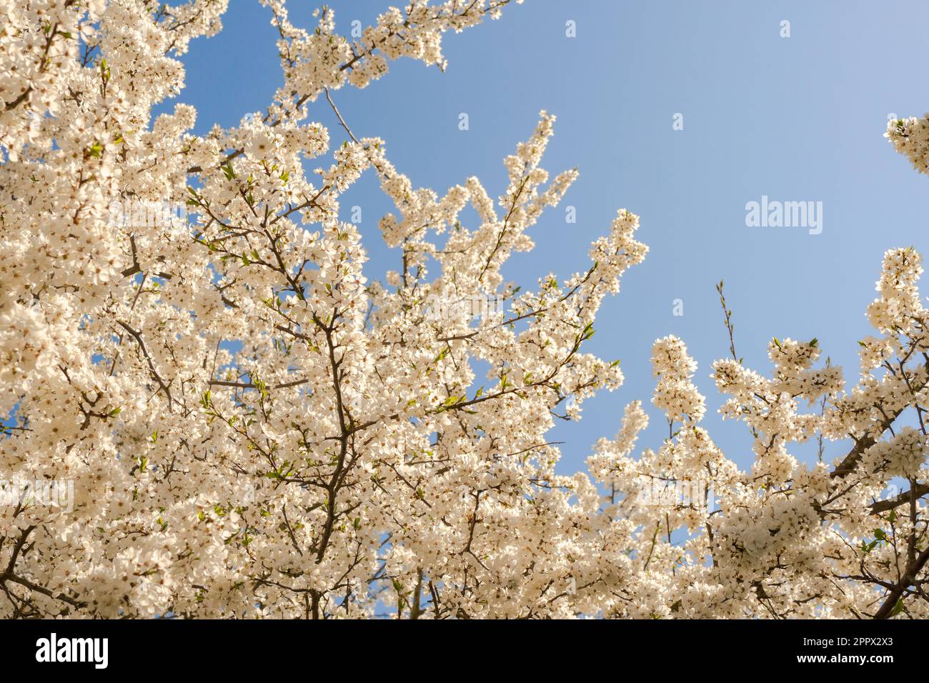 Ciliegia primavera prugna, rami fioriti, contro il cielo blu. Messa a fuoco selettiva Foto Stock