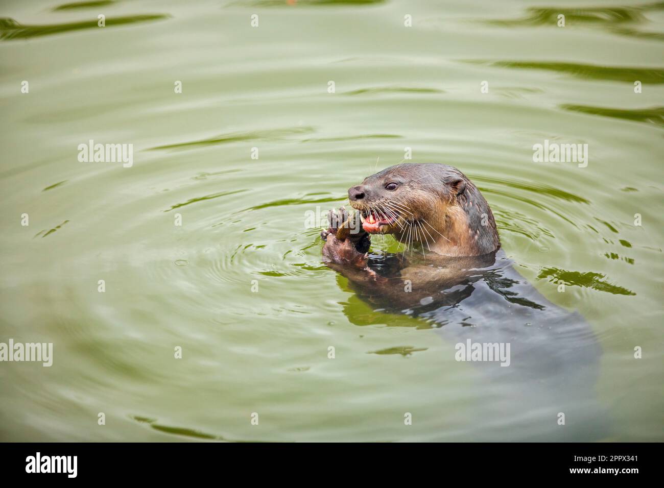 Lontra rivestita liscia mangiare un pesce in un fiume di mangrovie, Singapore Foto Stock