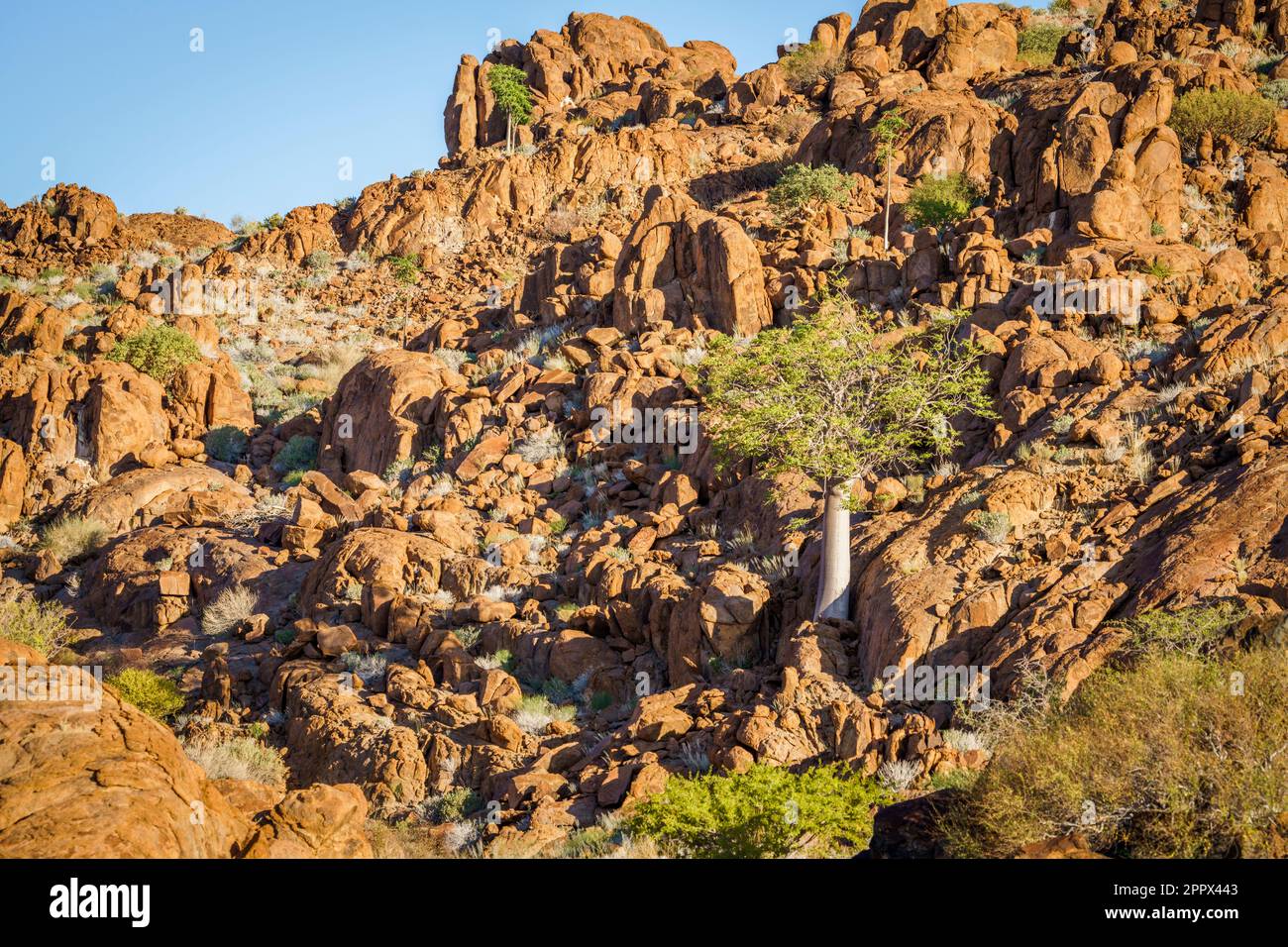 L'albero di Moringa si trova tra le rocce ai piedi di una collina a Damaraland, Namibia, Africa Foto Stock