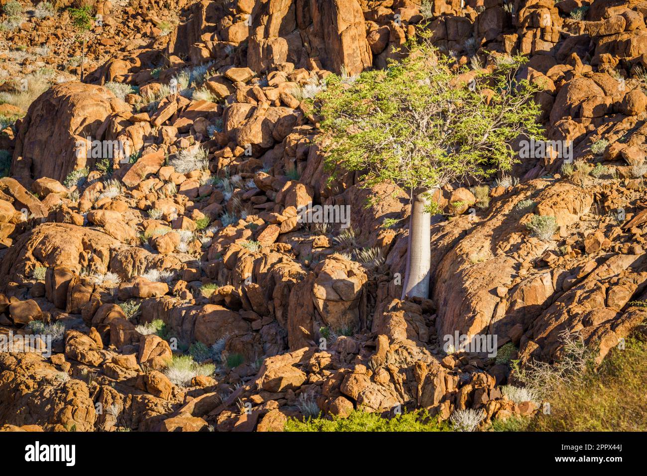 L'albero di Moringa si trova tra le rocce ai piedi di una collina a Damaraland, Namibia, Africa Foto Stock