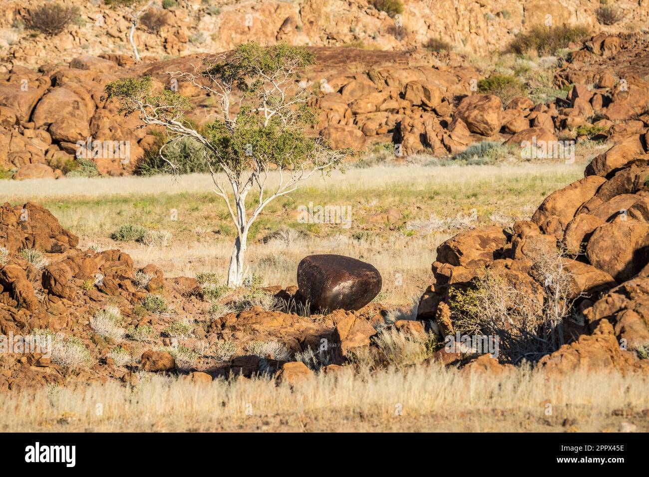 L'albero del pastore si trova tra 2 colline, accanto ad una grande roccia di granito marrone scuro che risplenda nella luce. Deserto di pietra. Damaraland, Namibia, Africa Foto Stock