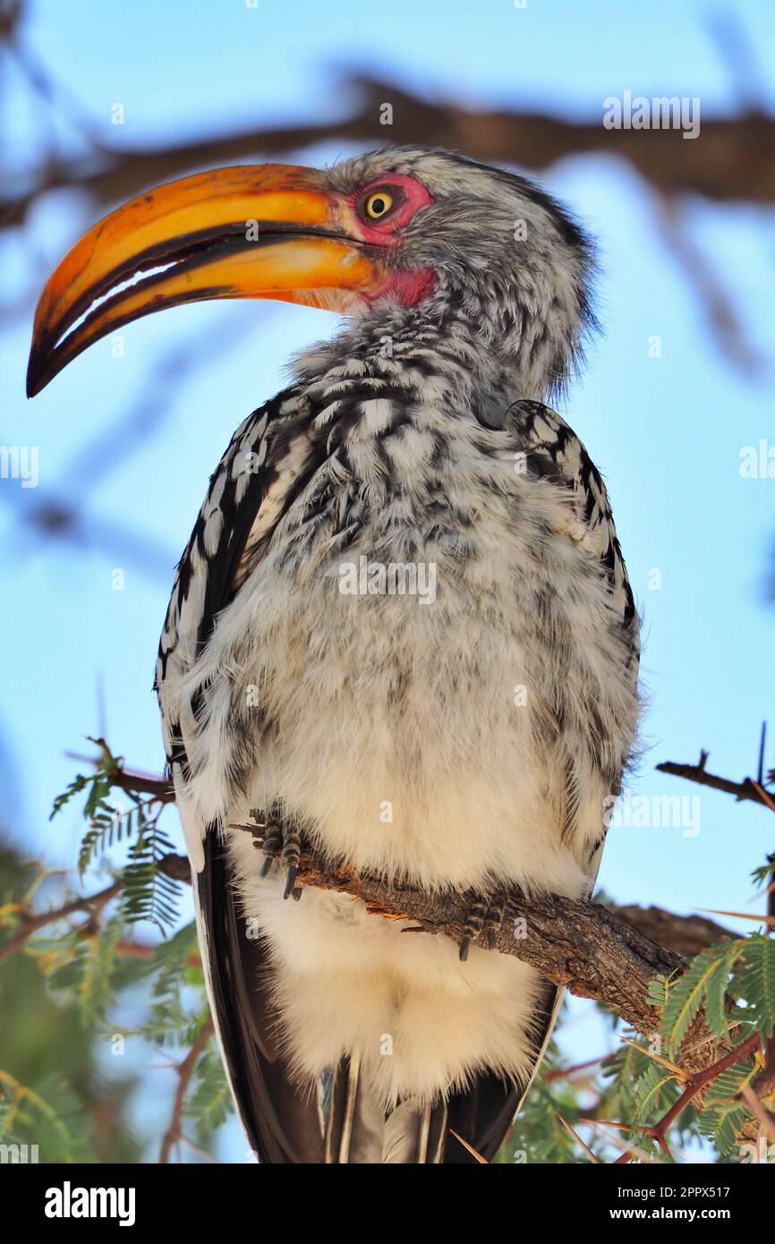 Orbilla di colore giallo del sud a Kalahari centrale, Botswana Foto Stock