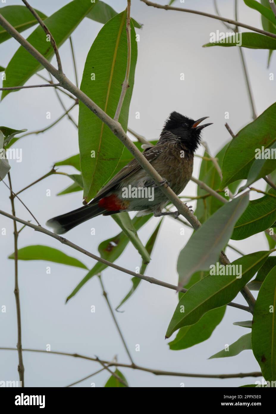 Bulbul rosso ventilato uccello comune dell'india Foto Stock