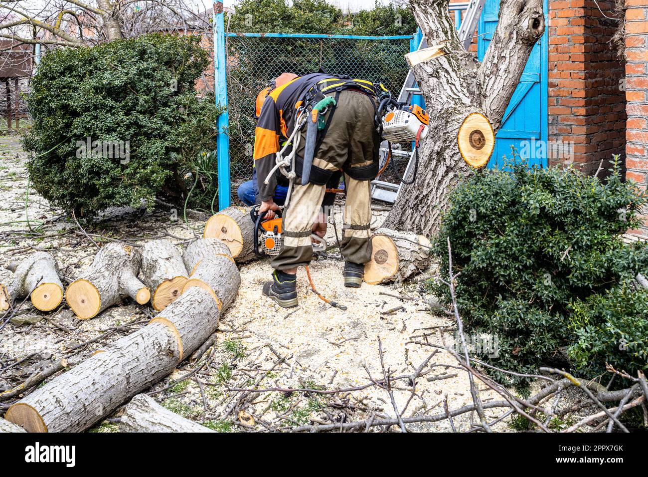 arboristi segare vecchio noce nel cortile della casa del villaggio Foto Stock