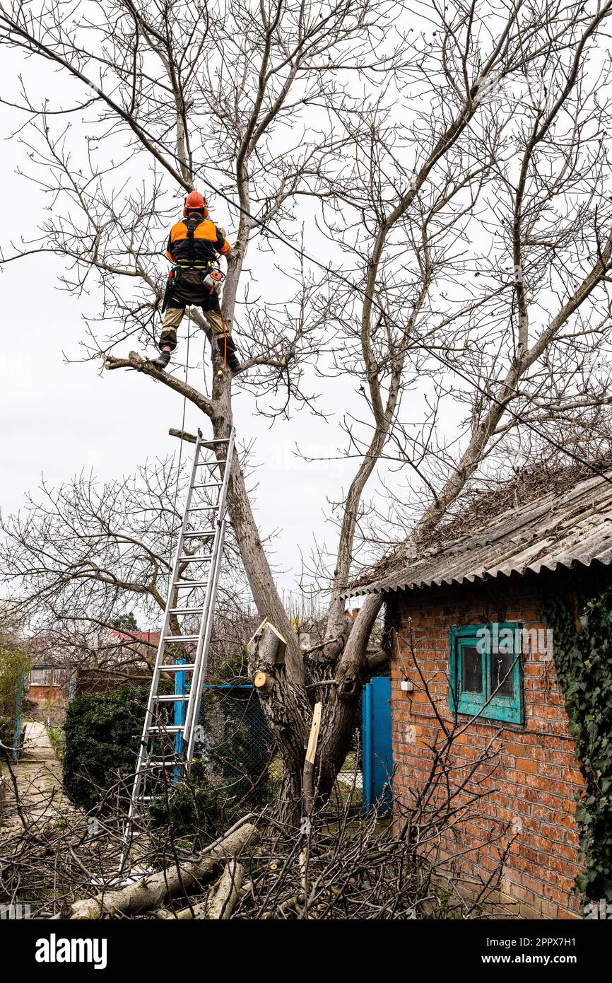 arborista seghe alto vecchio albero di noce al cortile sul giorno di primavera coperto Foto Stock