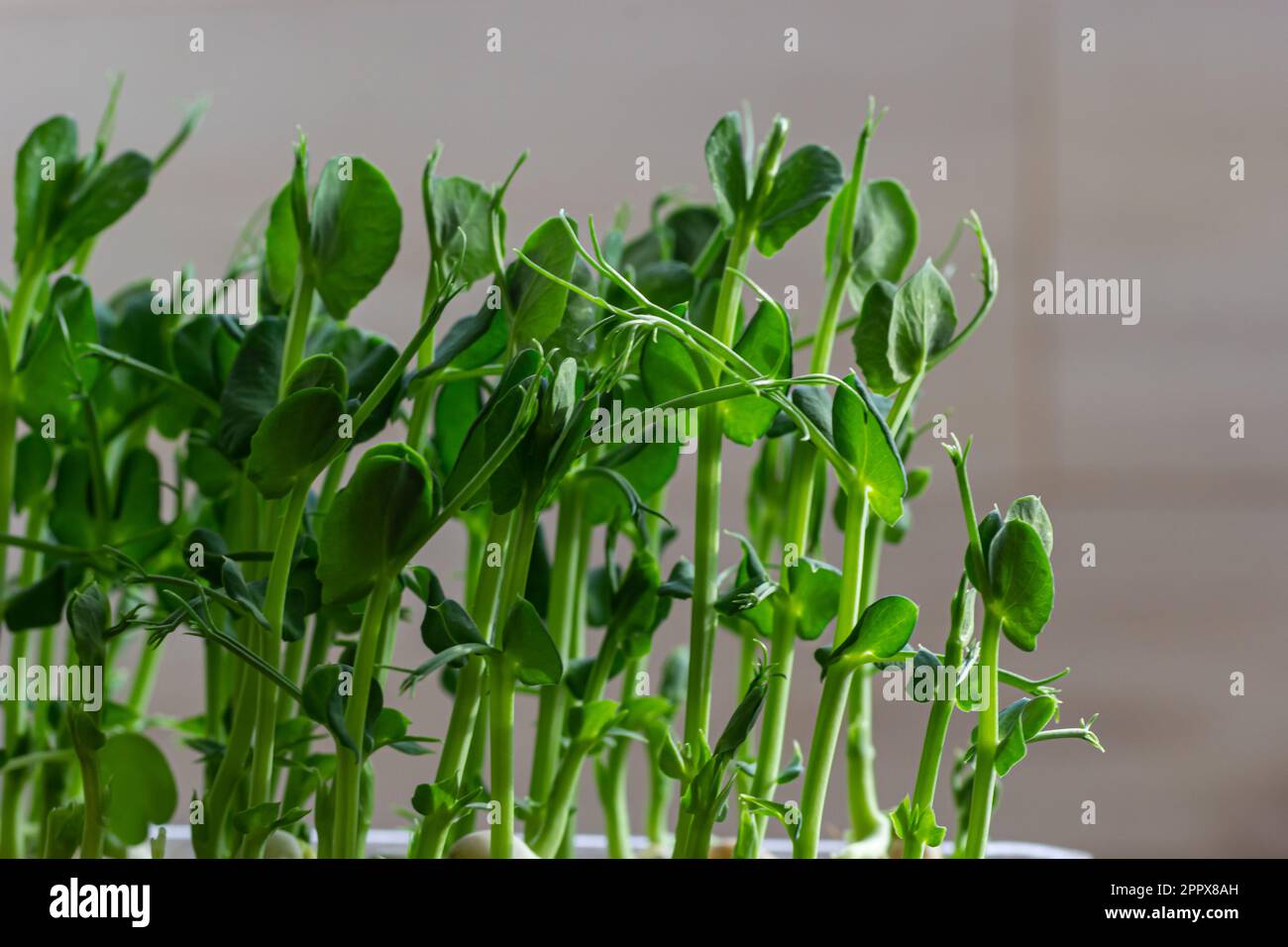 Micro verde di piselli macrospo. Micro verdi freschi piselli in crescita germogli per insalata sana. Prodotto biologico naturale fresco. Foto Stock