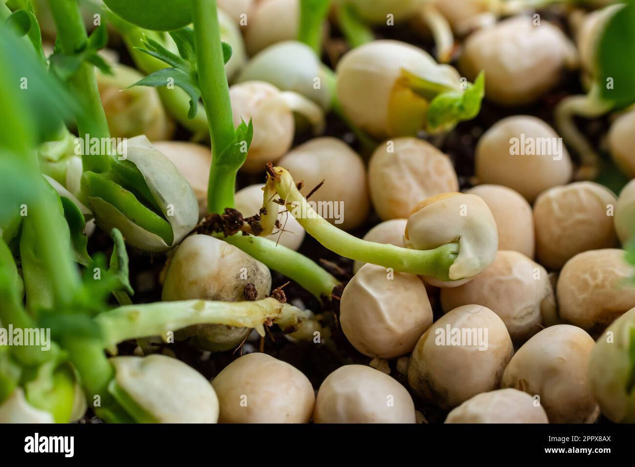 Micro verdi freschi piselli in crescita germogli per insalata sana. Prodotto biologico naturale fresco. Foto Stock