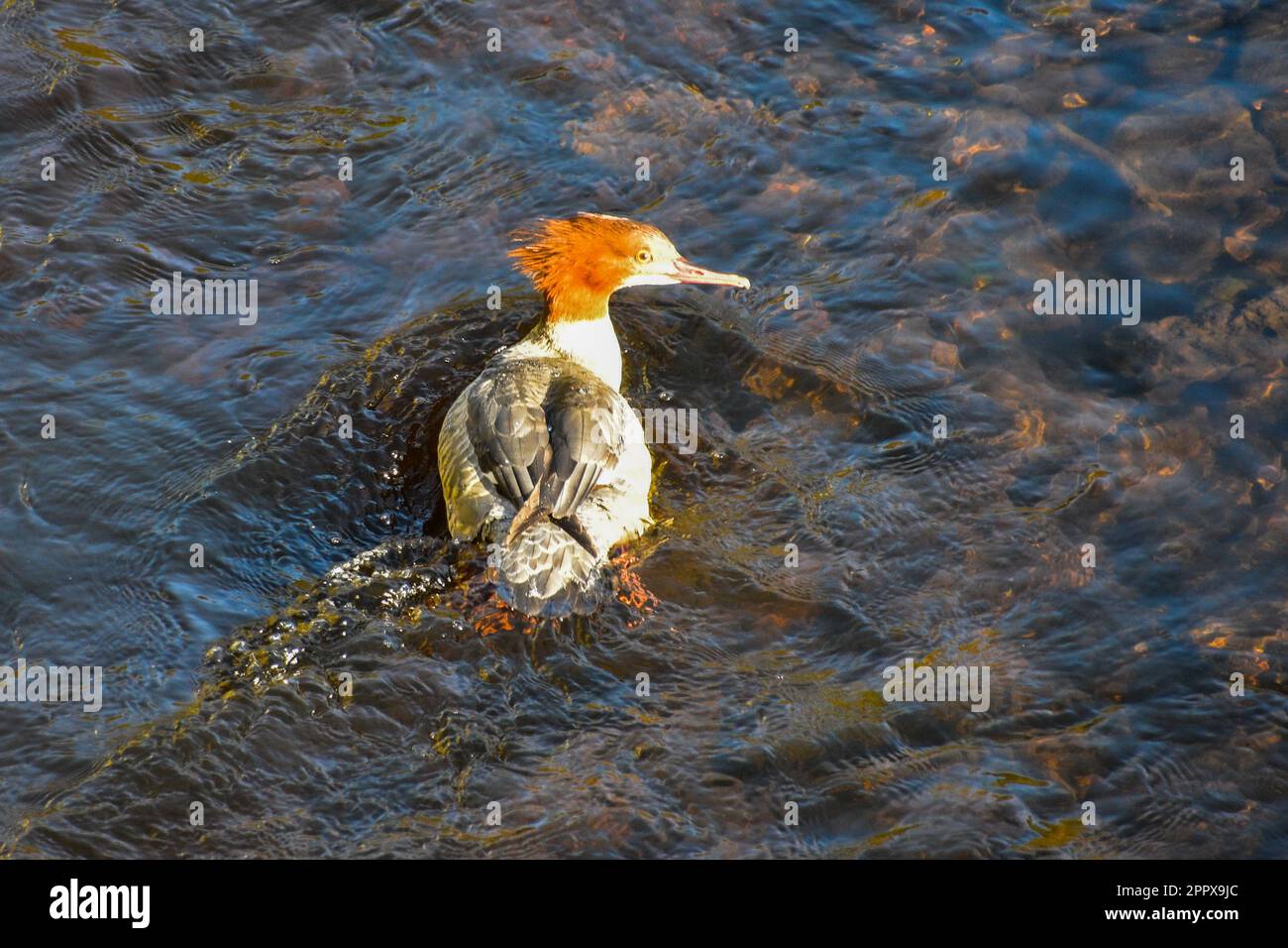 Goosander, femmina Foto Stock