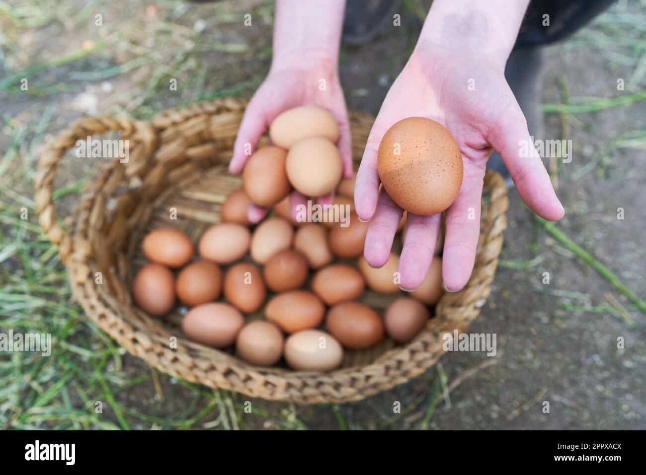 Agricoltore femmina che tiene uova marroni sul cestino di vimini presso l'allevamento di pollame Foto Stock