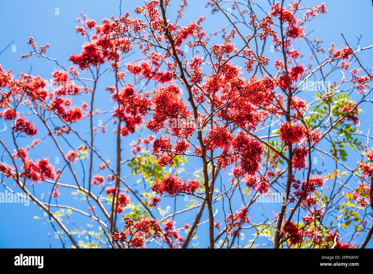 Fuoco selettivo fiore rosso di Monkey Flower Tree, fuoco del Pakistan (Phyllocarpus septentrionalis Donn. Smith) fiorisce sull'albero nel giardino sul cielo blu Foto Stock