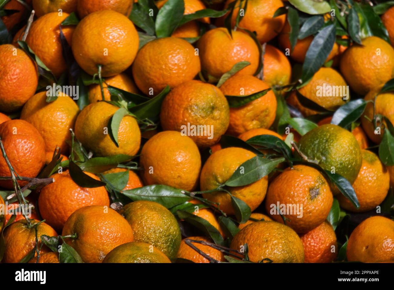 frische Mandarinen auf dem Markt in der Sonne Foto Stock