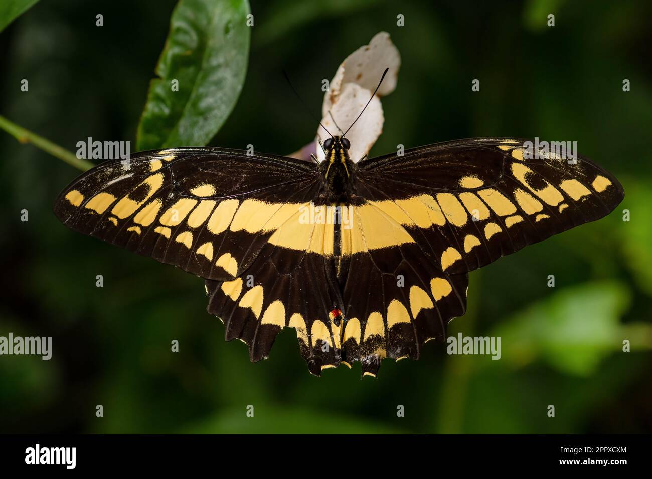 Thoas Swallowtail - Papilio thoas, grande farfalla tropicale colorata da boschi, prati e giardini dell'America Centrale e Latina, Panama. Foto Stock