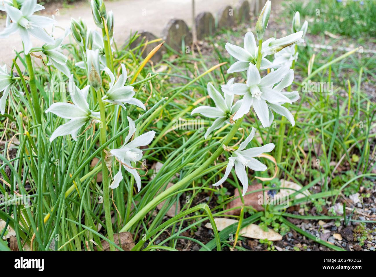 Ornithogalum nutans, noto come stellare di Betlemme,[2] è una specie di pianta fiorita della famiglia delle Asparagacee, originaria dell'Europa e del Sud Foto Stock
