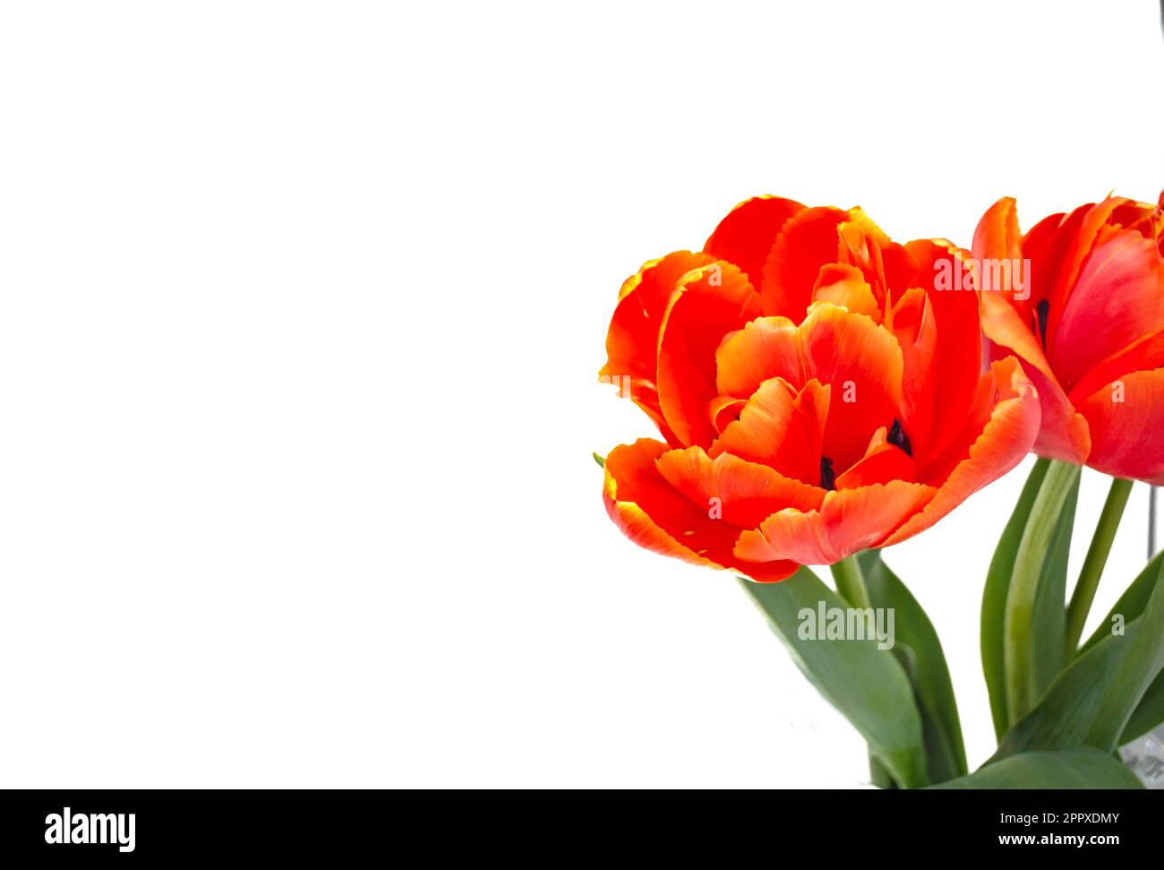 Tulipani di peonia con fondo bianco Foto Stock