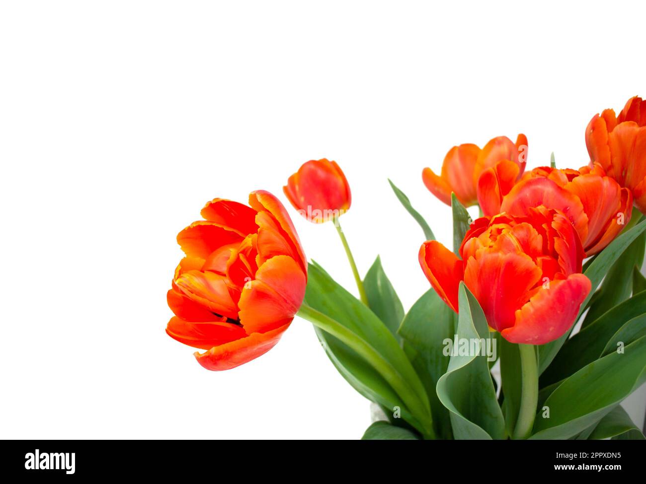 Tulipani di peonia con fondo bianco Foto Stock
