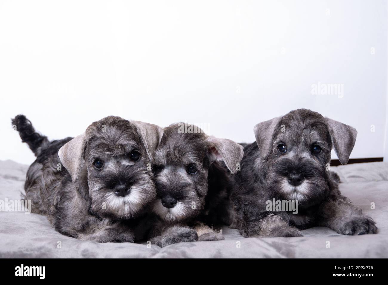 Tre piccoli cuccioli neri di schnauzer, sdraiati uno accanto all'altro sul letto e che ti guardano. Famiglia di cuccioli giacenti insieme. Foto Stock