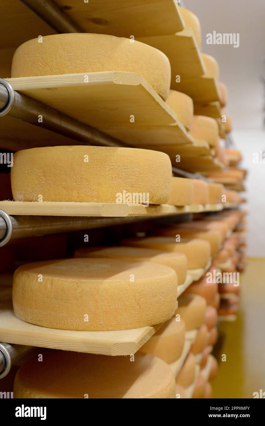 ruote di formaggio artigianale gourmet Foto Stock