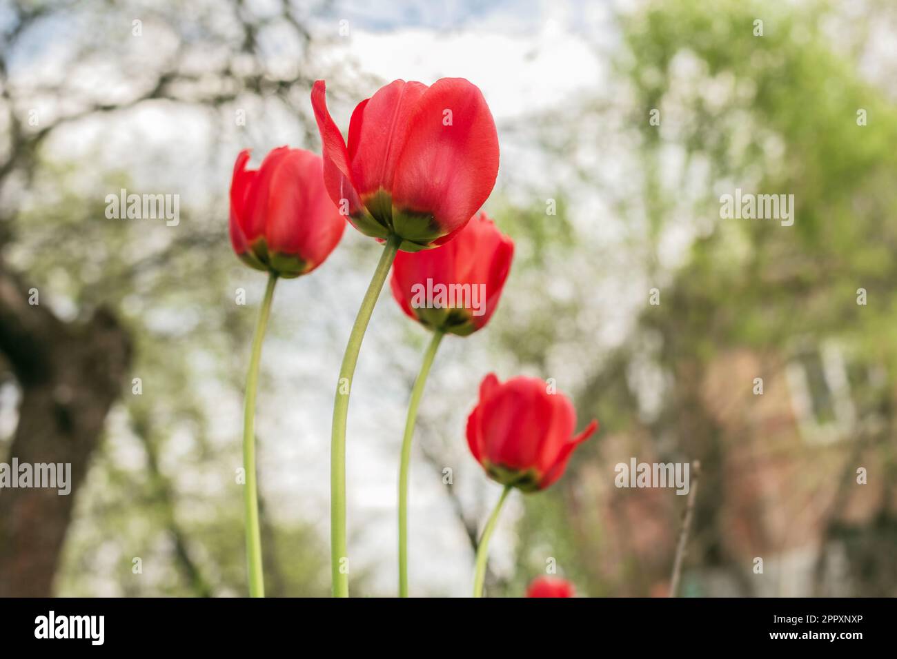 Veri e propri tulipani rossi in primavera giardino nuvoloso giorno Foto Stock