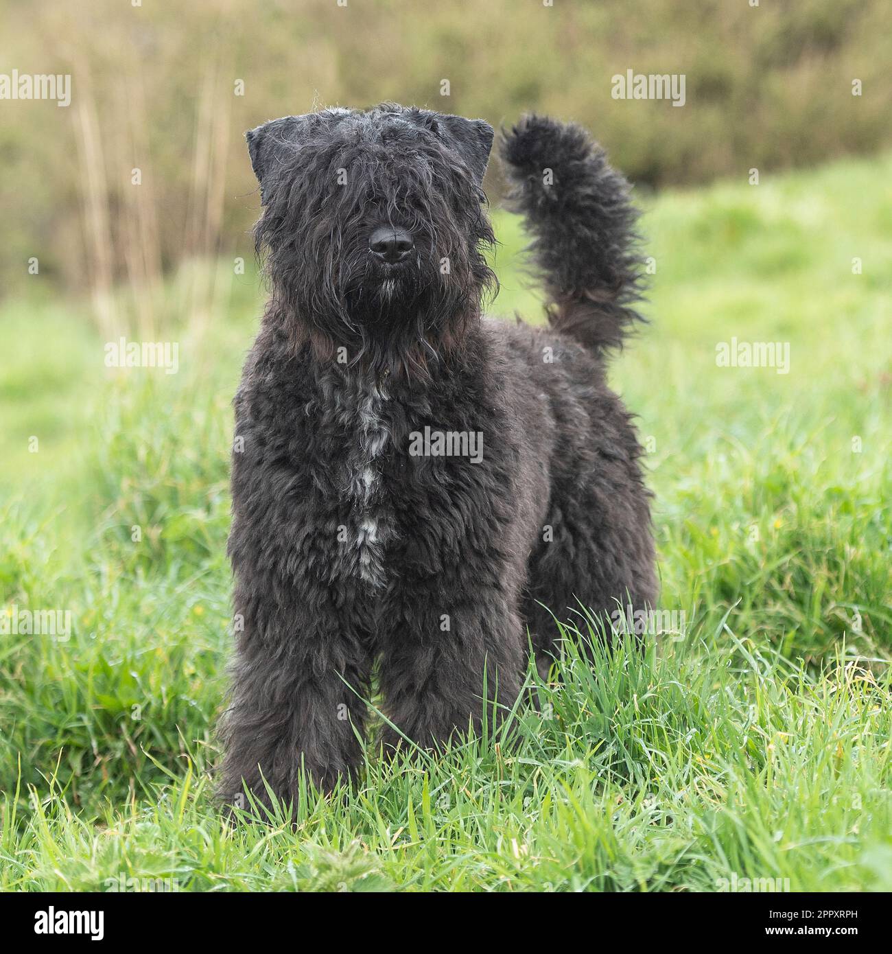 Bouvier des Flandres Foto Stock Bouvier des Flandres Foto Stock