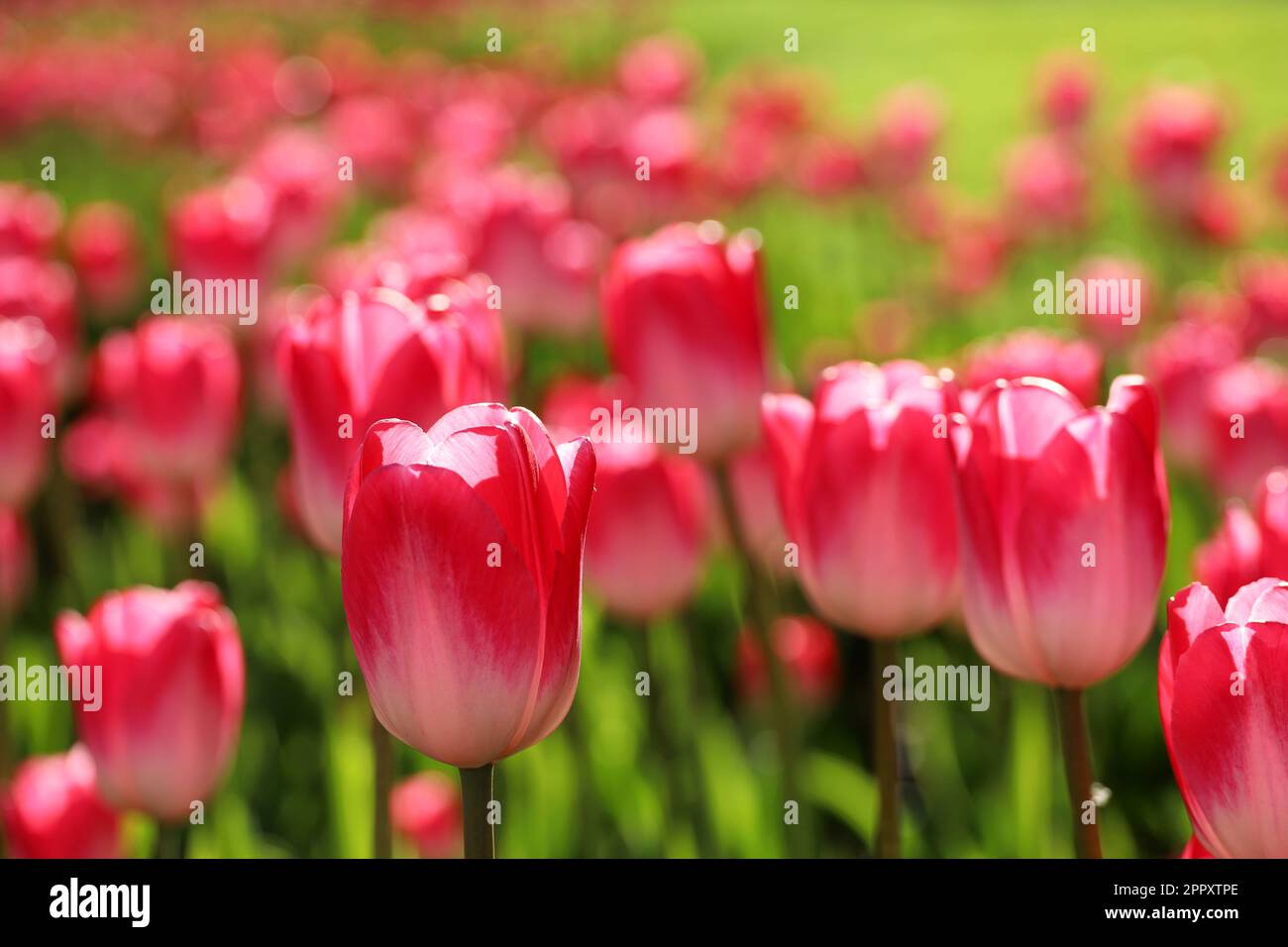 Fiori di tulipano rosso alla luce del sole, sfondo primavera colorato. Campo di tulipani in fiore, fuoco selettivo Foto Stock