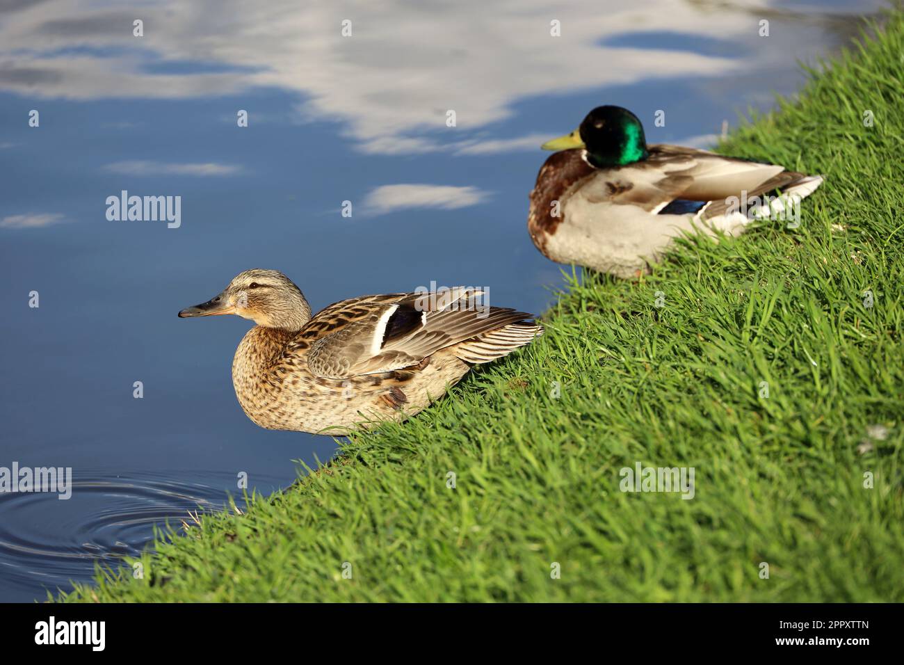 Coppia di anatre di mallardo che riposano su una costa del lago in erba verde. Anatre selvatiche maschili e femminili in primavera o parco estivo Foto Stock