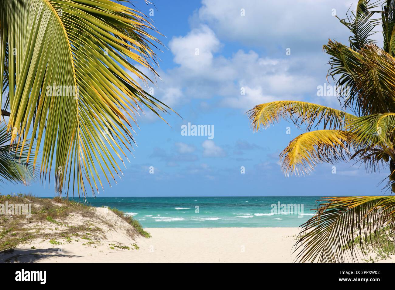 Vista pittoresca sulla spiaggia tropicale con sabbia bianca e palme da cocco. Resort turistico sull'isola dei Caraibi Foto Stock