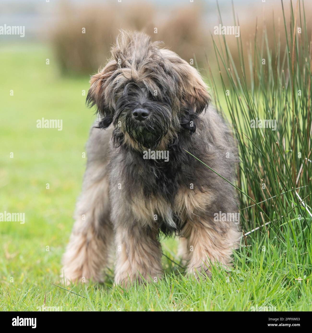 Tibetan Terrier cucciolo Foto Stock