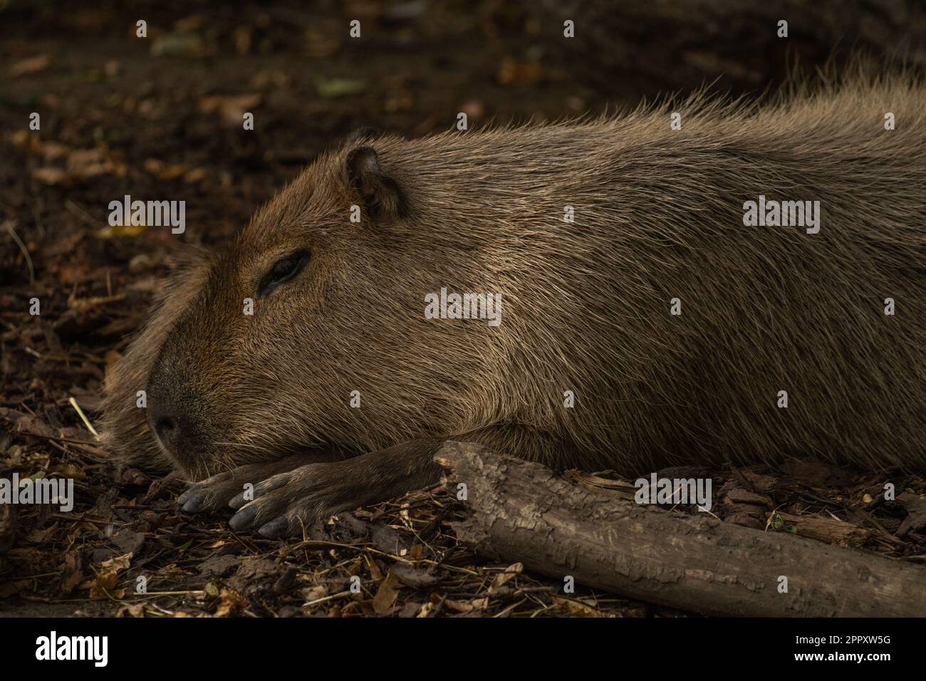 Foto ravvicinata di Marmot Foto Stock