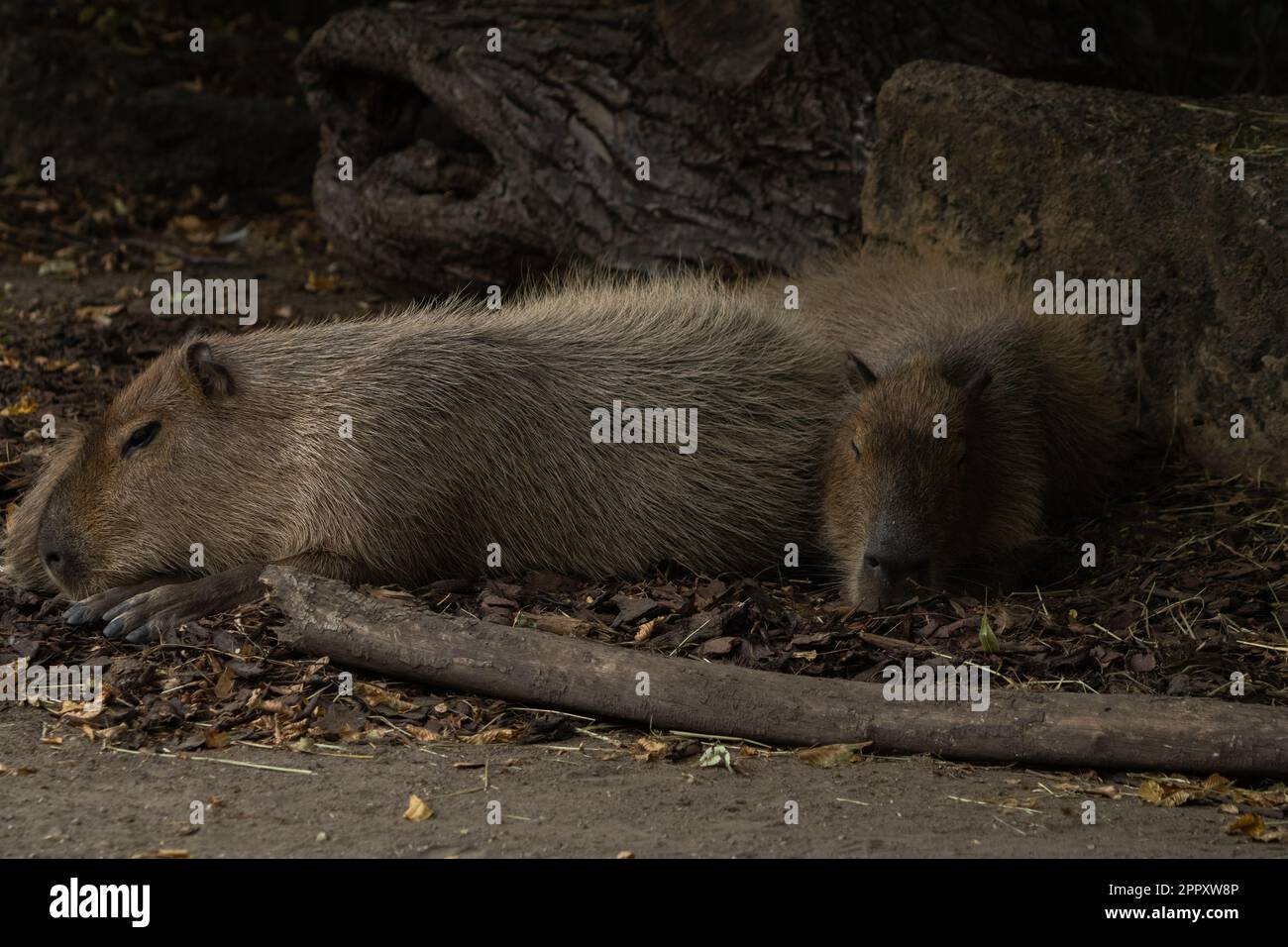 Foto ravvicinata di due Marmot riposati Foto Stock