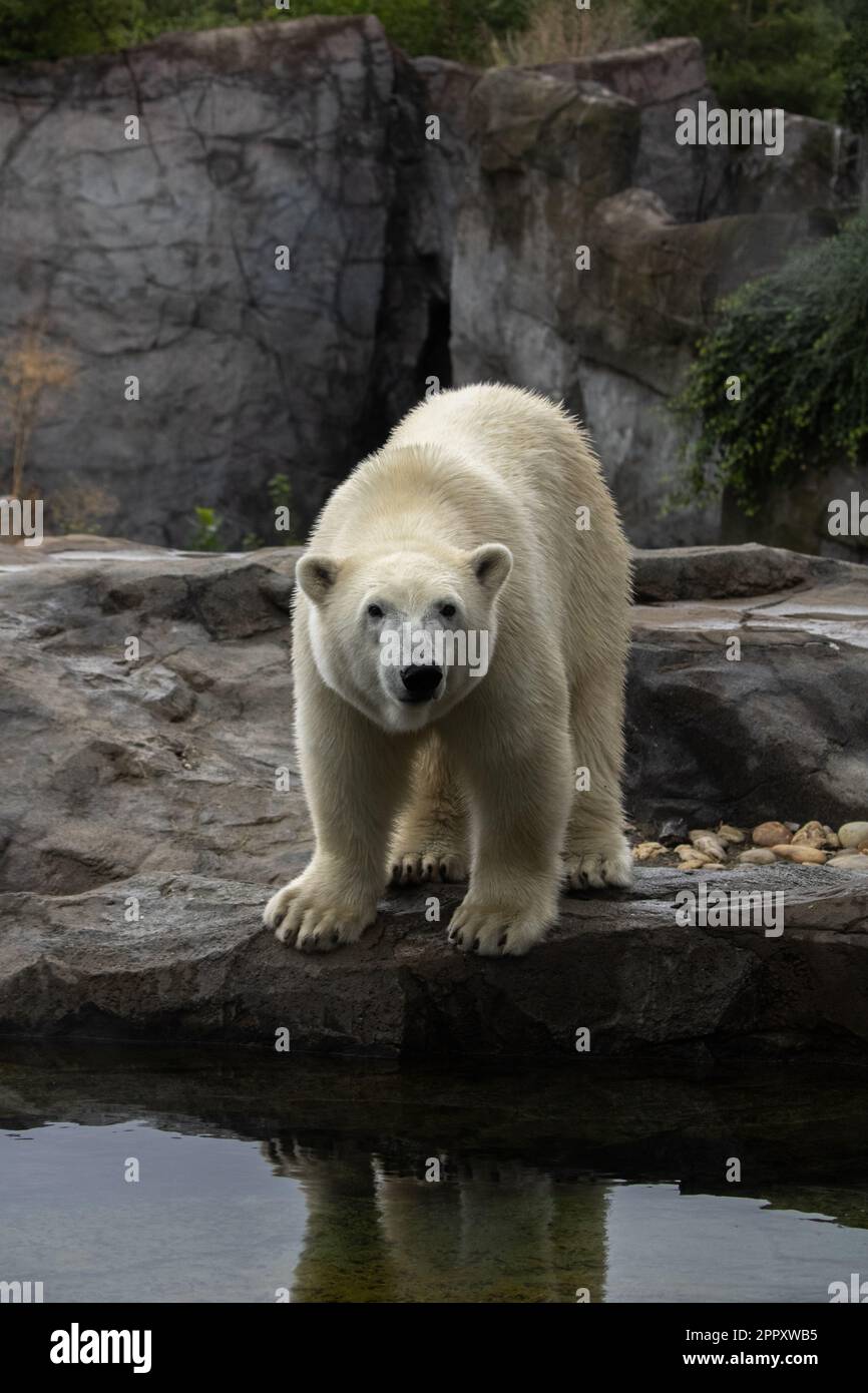 foto portret dell'orso polare nello zoo di vienna Foto Stock