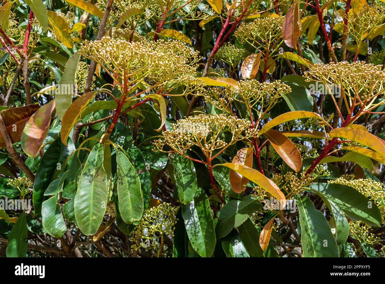I germogli di Photinia serratifolia Foto Stock