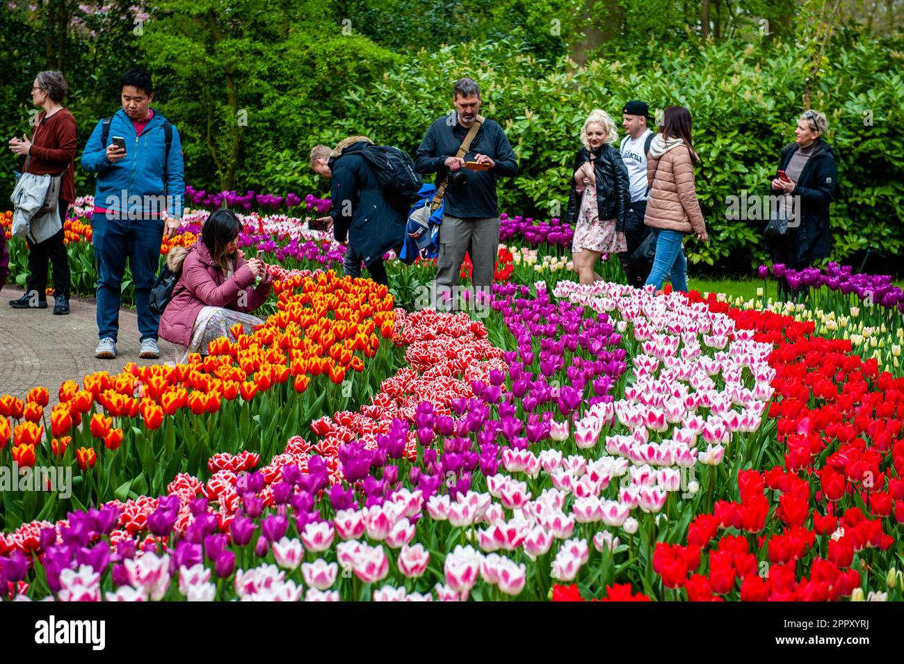 Persone provenienti da tutto il mondo sono viste scattare foto e osservare i diversi tipi di fiori. Keukenhof è anche conosciuto come il Giardino d'Europa, uno dei più grandi giardini fioriti del mondo, e si trova a Lisse, nei Paesi Bassi. Oltre ai milioni di tulipani, narcisi e giacinti nel parco, il fiore all'interno dei padiglioni è diventato più grande e più bello. Fino al 14 maggio 2023 si prevede che oltre 1 milioni di persone provenienti da tutto il mondo visiteranno la mostra. Keukenhof contribuisce in tal modo in modo in misura considerevole ai settori del turismo e della floricoltura olandesi. Foto Stock