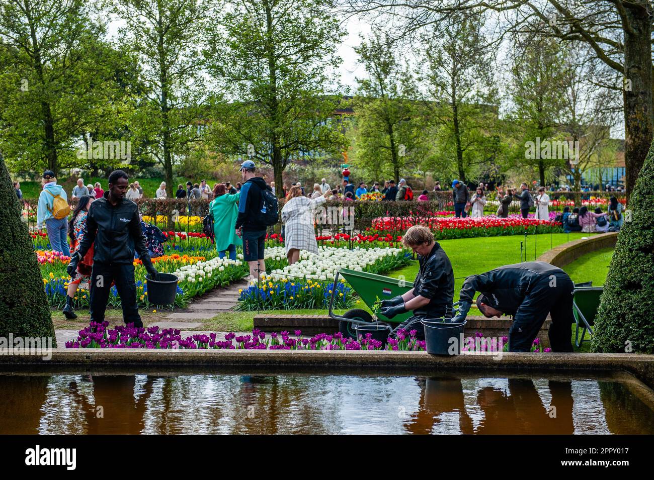 I lavoratori che lavorano mentre i visitatori sono visti godere del bel tempo. Keukenhof è anche conosciuto come il Giardino d'Europa, uno dei più grandi giardini fioriti del mondo, e si trova a Lisse, nei Paesi Bassi. Oltre ai milioni di tulipani, narcisi e giacinti nel parco, il fiore all'interno dei padiglioni è diventato più grande e più bello. Fino al 14 maggio 2023 si prevede che oltre 1 milioni di persone provenienti da tutto il mondo visiteranno la mostra. Keukenhof contribuisce in tal modo in modo in misura considerevole ai settori del turismo e della floricoltura olandesi. Foto Stock