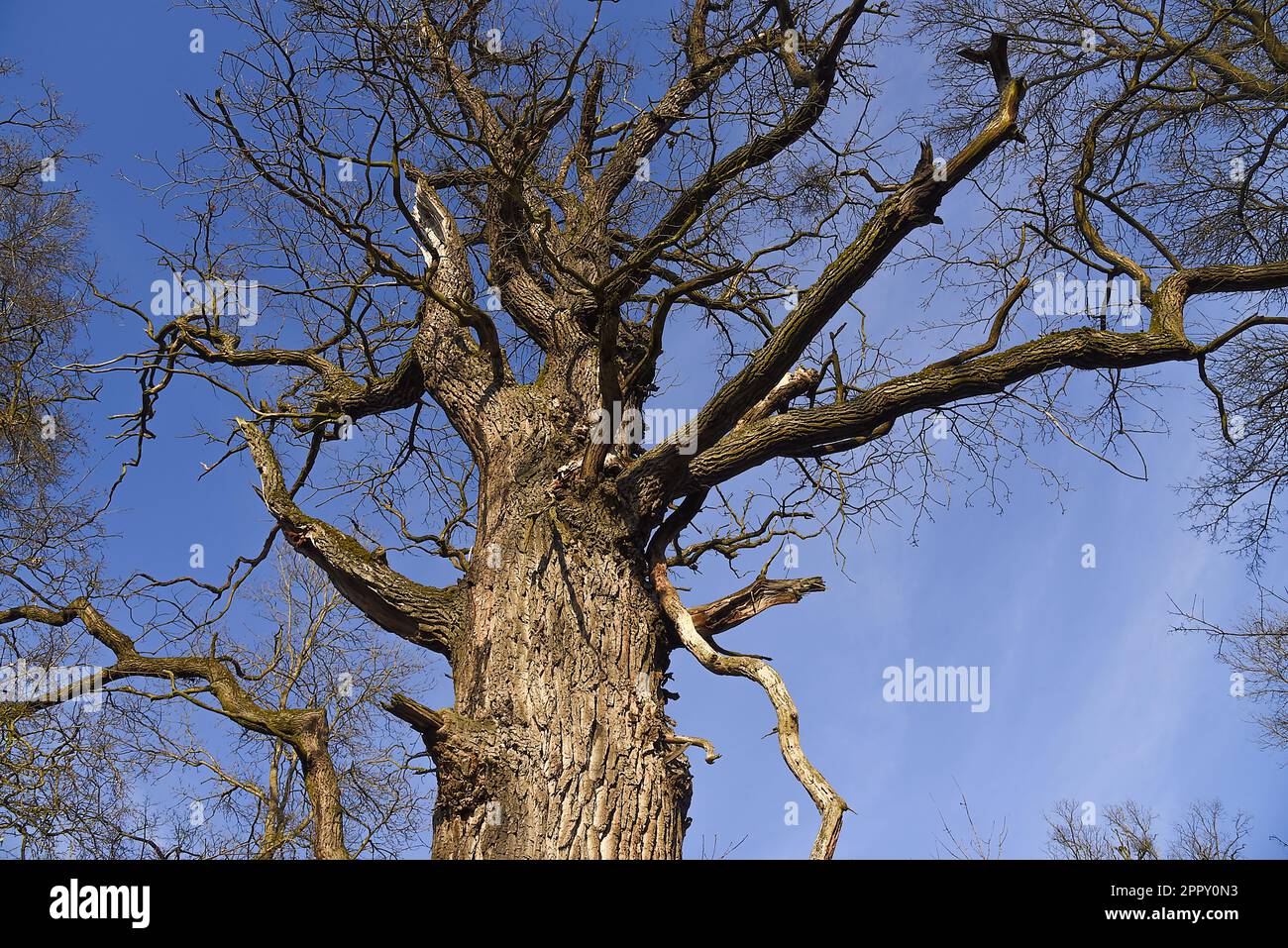 L'area delle foreste ripariali ai piedi più bassi dei fiumi Morava e Dyje, un'area paesaggistica neew protetta, è una delle parti naturali più preziose Foto Stock