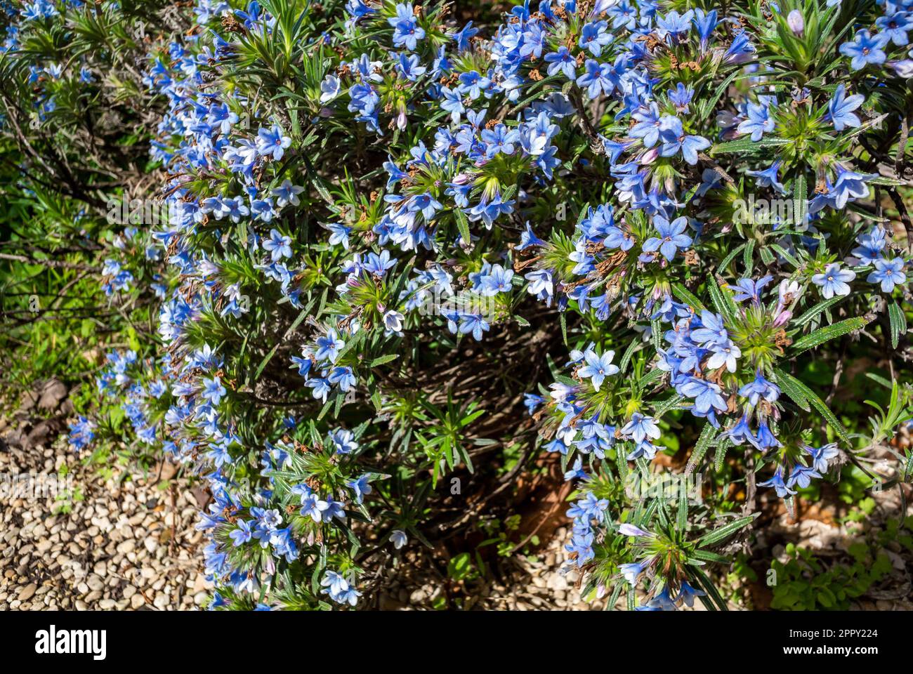 I fiori blu di Lithodora zahnii Foto Stock