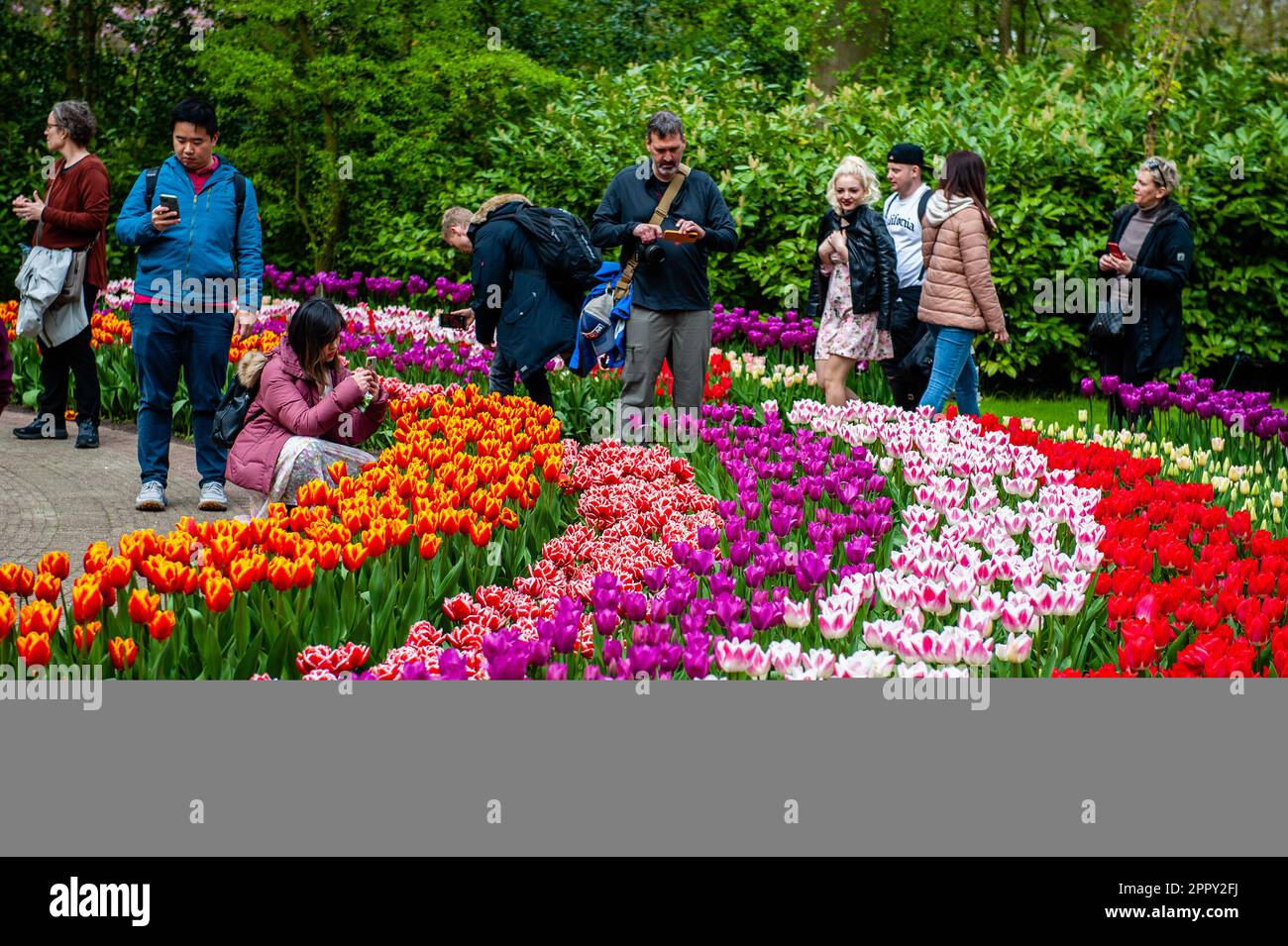 23 aprile 2023, Lisse, Paesi Bassi: Si vedono persone provenienti da tutto il mondo che scattano foto e osservano i diversi tipi di fiori. Keukenhof è anche conosciuto come il Giardino d'Europa, uno dei più grandi giardini fioriti del mondo, e si trova a Lisse, nei Paesi Bassi. Oltre ai milioni di tulipani, narcisi e giacinti nel parco, il fiore all'interno dei padiglioni è diventato più grande e più bello. Fino al 14 maggio 2023 si prevede che oltre 1 milioni di persone provenienti da tutto il mondo visiteranno la mostra. Keukenhof fornisce così un contributo importante al turista olandese e f Foto Stock