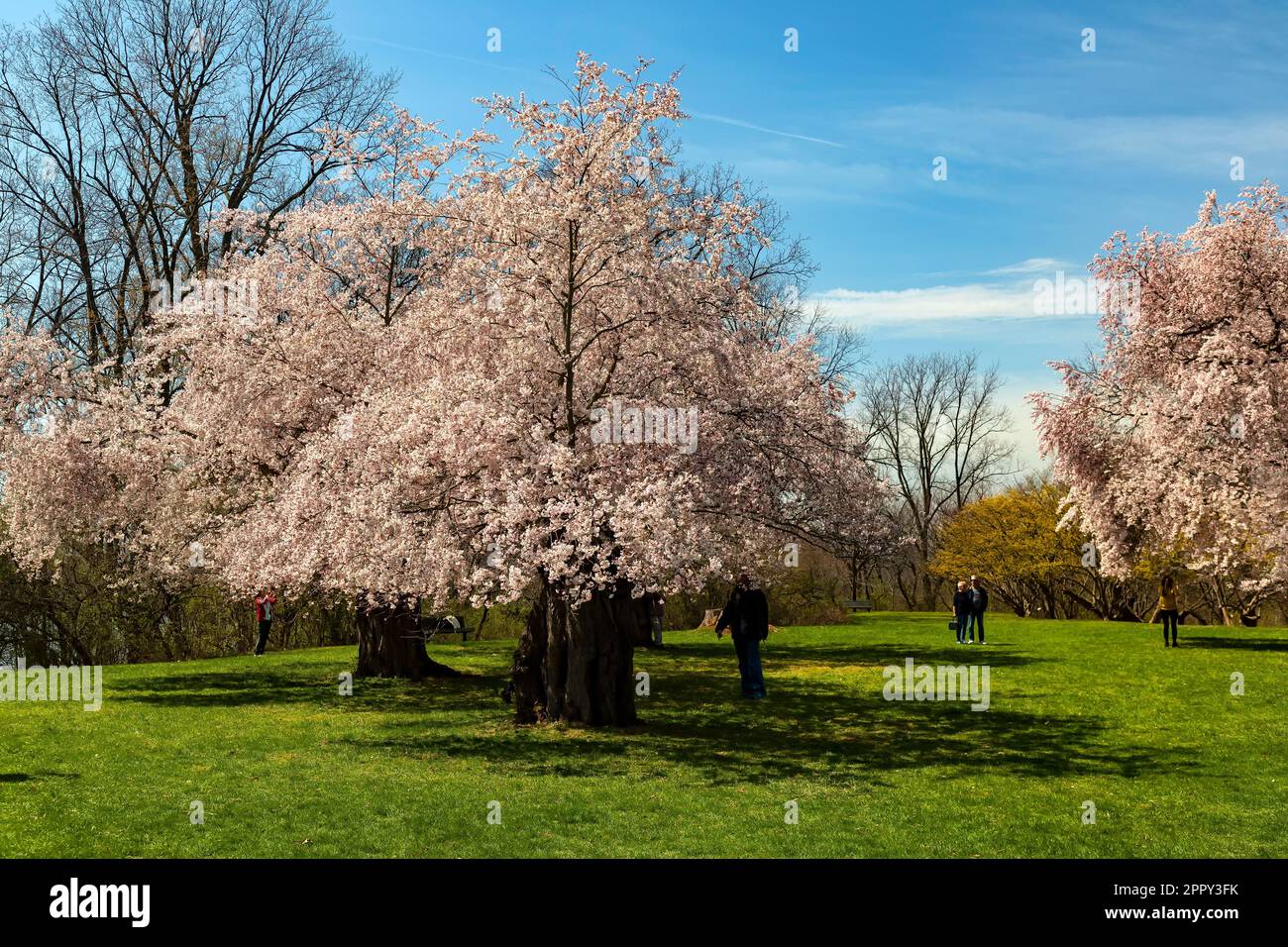 Ornamentali Ciliegio Prunus accolade in piena fioritura. Royal Botanical Gardens Hamilton Ontario Canada Foto Stock